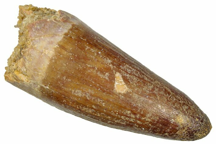 Cretaceous Fossil Crocodylomorph Tooth - Morocco #299218